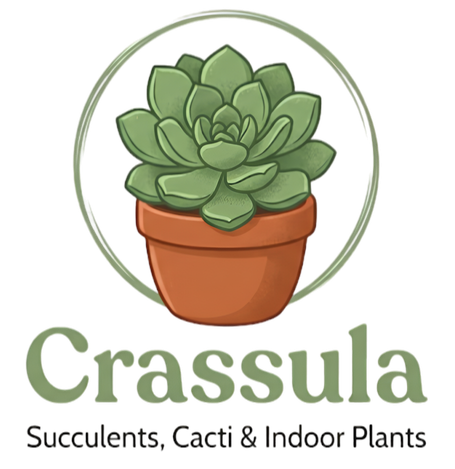 Crassula